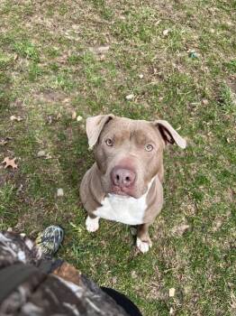 Mixed Breed Dogs Available for Adoption in Angola, Indiana - Blaze | PetCurious