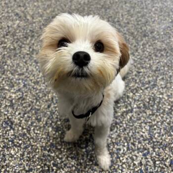 Bauer -  Mixed Breed Dog for Adoption in Fairport, New York - Bauer | PetCurious