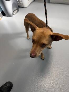 Labrador Retriever Dogs Available for Adoption - Pen 185 Rita | PetCurious