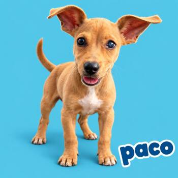Paco -  Carolina Dog and Mixed Breed Dog for Adoption in Scottsdale, Arizona - Paco | PetCurious