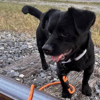 Rescue Terrier Dogs for Adoption in San Antonio, Texas - Elfie | PetCurious