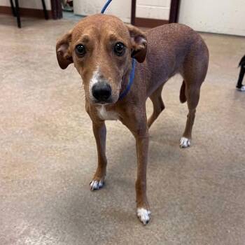 Greyhound and Terrier Dogs Available for Adoption in Bloomfield, Connecticut - Scarlett | PetCurious
