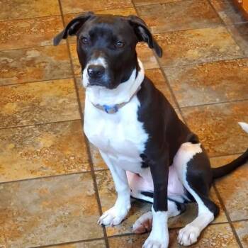 Labrador Retriever Dogs Available for Adoption in Palm Harbor, Florida - Rarity | PetCurious