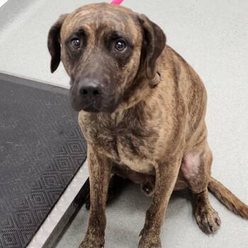 Glen -  Black Mouth Cur and Mixed Breed Dog for Adoption in Abilene, Texas - Glen | PetCurious