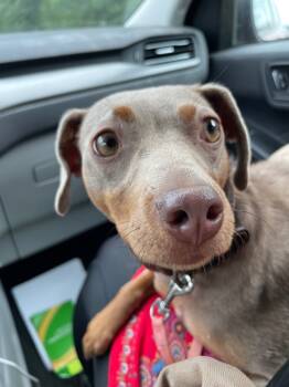 Rescue Mixed Breed Dogs for Adoption in Dalton, Georgia - Penny | PetCurious