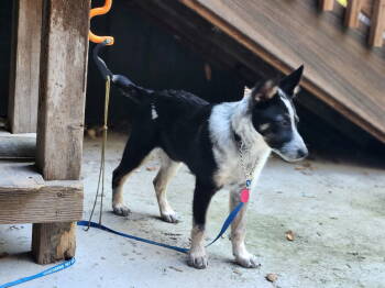 Rescue Australian Cattle Dog Blue Heeler Dogs for Adoption in Paso Robles, California - Dottie | PetCurious