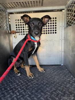 Queen Gorgo -  Shepherd and Mixed Breed Dog for Adoption in Rockport, Texas - Queen Gorgo | PetCurious