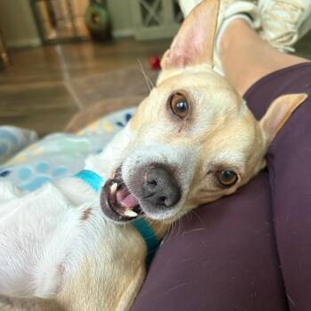 Chihuahua Dogs Available for Adoption in Wake Forest, North Carolina - Chiroso | PetCurious