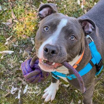 Pit Bull Terrier Dogs Available for Adoption - Autumn Lee | PetCurious