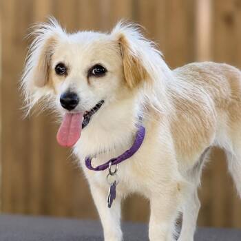Tea Cup -  Chihuahua and Dachshund Dog for Adoption in Boerne, Texas - Tea Cup | PetCurious