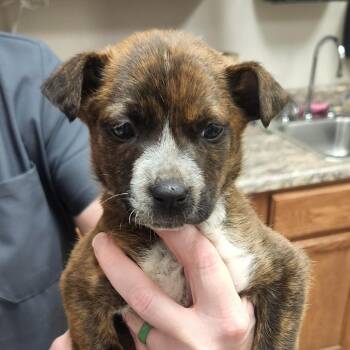 Australian Cattle Dog Blue Heeler Dogs Available for Adoption in Tupelo, Mississippi - Nori - 031902U | PetCurious
