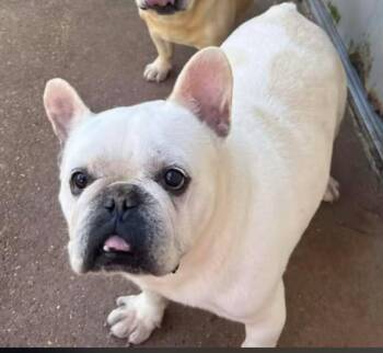 French Bulldog Dogs Available for Adoption in Cranston, Rhode Island - Gibbs In LA | PetCurious