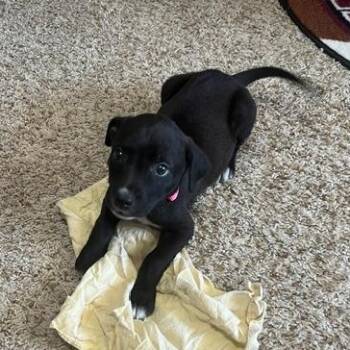 Doc -  Labrador Retriever and Pit Bull Terrier Dog for Adoption in Alma, Michigan - Doc | PetCurious