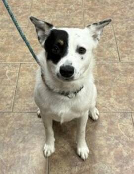 Acorn -  Australian Cattle Dog Blue Heeler Dog for Adoption in Littleton, Colorado - Acorn | PetCurious