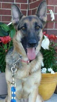 Rescue German Shepherd Dog Dogs for Adoption in Park Row, Texas - Dolly VP219 | PetCurious
