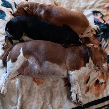 Beagle Dogs Available for Adoption - Ginger | PetCurious