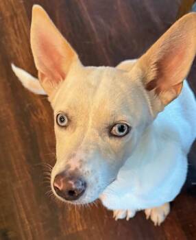 Rescue Pembroke Welsh Corgi Dogs for Adoption in Cumby, Texas - Butterbean | PetCurious