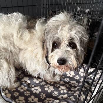 Rescue Terrier Dogs for Adoption in Yucaipa, California - Happy | PetCurious