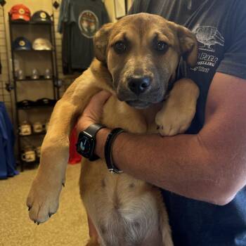 Mixed Breed Dogs Available for Adoption - Juno | PetCurious