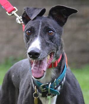 Bonnie -  Greyhound Dog for Adoption in Minneapolis, Minnesota - Bonnie | PetCurious