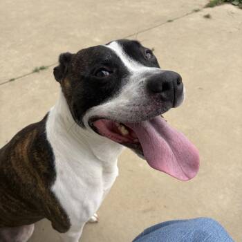 Liza -  Pit Bull Terrier Dog for Adoption in Seneca, Pennsylvania - Liza | PetCurious