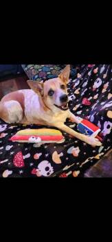Lancashire Heeler Dogs Available for Adoption in Dallas, Texas - Cookie | PetCurious