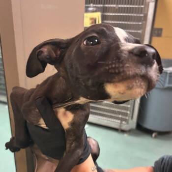 Bentley -  Mixed Breed Dog for Adoption in Memphis, Tennessee - Bentley | PetCurious