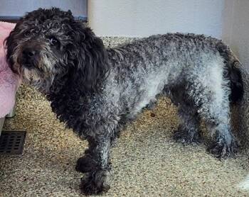 Poodle Dogs Available for Adoption - Squeaky | PetCurious