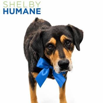 Midnight -  Mixed Breed Dog for Adoption in Columbiana, Alabama - Midnight | PetCurious