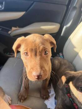 Shepherd and Labrador Retriever Dogs Available for Adoption in Cloquet, Minnesota - Phoenix | PetCurious