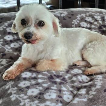 Maltese Dogs Available for Adoption in Olathe, Kansas - Pauly | PetCurious