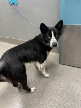 BOOSTER GOLD -  Border Collie Dog for Adoption in Las Vegas, Nevada - BOOSTER GOLD | PetCurious