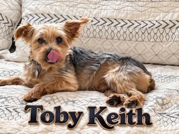 Toby Kieth -  Yorkshire Terrier Dog for Adoption - Toby Kieth | PetCurious