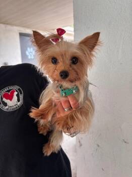 Lacey -  Yorkshire Terrier Dog for Adoption in Port Jervis, New York - Lacey | PetCurious
