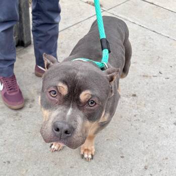 Mixed Breed Dogs Available for Adoption - Murph | PetCurious