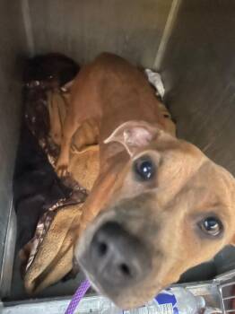 Spring -  Mixed Breed Dog for Adoption in Cincinnati, Ohio - Spring | PetCurious