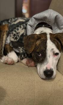 Hannah -  English Coonhound Dog for Adoption in Glen Rock, New Jersey - Hannah | PetCurious