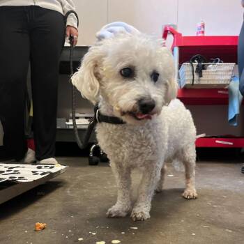 Camilo -  Bichon Frise and Mixed Breed Dog for Adoption in Naperville, Illinois - Camilo | PetCurious