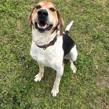 Rescue Coonhound and Mixed Breed Dogs for Adoption in Tylertown, Mississippi - Lucky | PetCurious