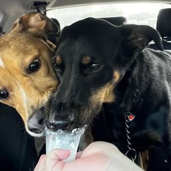 German Shepherd Dog and Australian Shepherd Dogs Available for Adoption in Fort Lauderdale, Florida - Gypsy Wanderlust | PetCurious