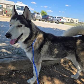 Rescue Siberian Husky Dogs for Adoption in Graham, Texas - Nukah | PetCurious