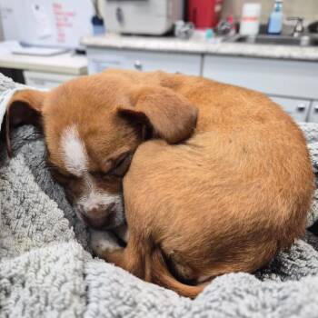 Honeycomb(Nugget) 28643 -  Mixed Breed Dog for Adoption in Middleburg, Florida - Honeycomb(Nugget) 28643 | PetCurious
