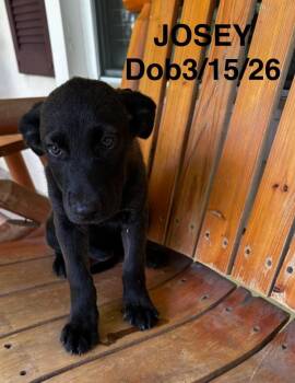 Josey -  Labrador Retriever and Mixed Breed Dog for Adoption in North Richland Hills, Texas - Josey | PetCurious