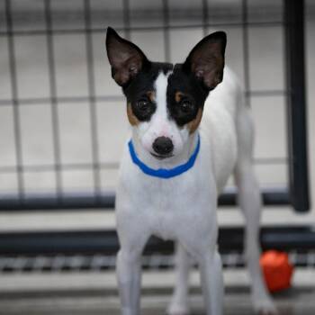 Komere (AG26-28) -  Rat Terrier Dog for Adoption in Peyton, Colorado - Komere (AG26-28) | PetCurious