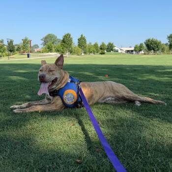 Teddy Bear Boy -  Pit Bull Terrier Dog for Adoption in Greenville, South Carolina - Teddy Bear Boy | PetCurious