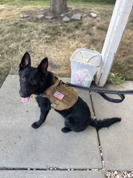 Rescue German Shepherd Dog Dogs for Adoption in Woodland, California - Xamal | PetCurious