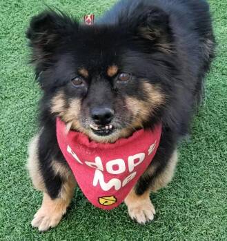 Mochi -  Pomeranian and Spitz Dog for Adoption in Oceanside, California - Mochi | PetCurious