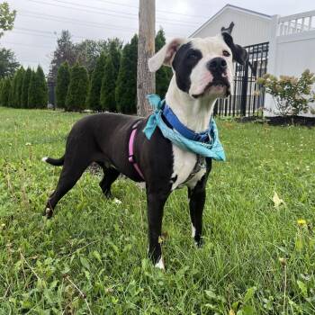 Dixie -  Mixed Breed Dog for Adoption in Canal Winchester, Ohio - Dixie | PetCurious