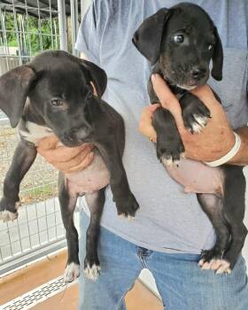Vinny -  Labrador Retriever Dog for Adoption in Elmsford, New York - Vinny | PetCurious