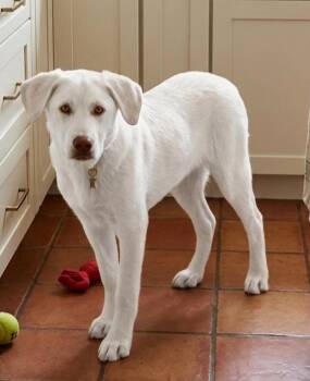 Great Pyrenees and Labrador Retriever Dogs Available for Adoption in North Prairie, Wisconsin - **HUMPHREY** | PetCurious